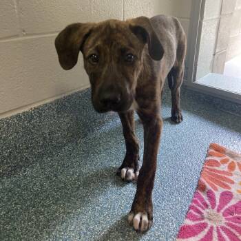 Butch -  Boxer Dog for Adoption in Greensboro, North Carolina - Butch | PetCurious