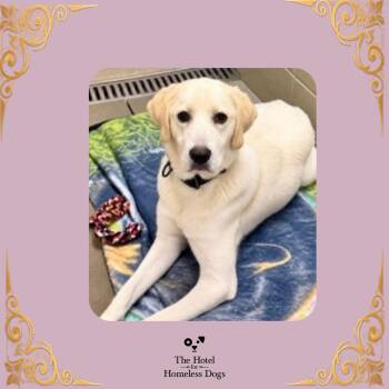 Sasha -  Yellow Labrador Retriever and Mixed Breed Dog for Adoption in Cumberland, Rhode Island - Sasha | PetCurious