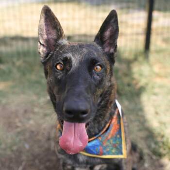 SADDLE -  German Shepherd Dog Dog for Adoption in San Antonio, Texas - SADDLE | PetCurious