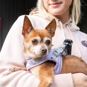 Rescue Chihuahua Dogs for Adoption in West Grove, Pennsylvania - Milo (Male) | PetCurious