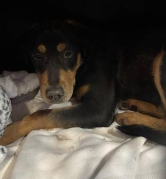 Shepherd and Mixed Breed Dogs Available for Adoption - 60602800 | PetCurious