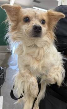 BENJAMIN -  Chihuahua and Mixed Breed Dog for Adoption in San Bernardino, California - BENJAMIN | PetCurious