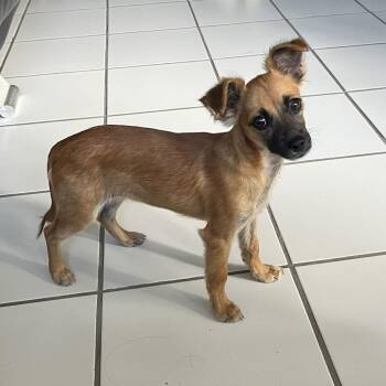 Chihuahua and Mixed Breed Dogs Available for Adoption in Pelham, New Hampshire - Brisa  | PetCurious