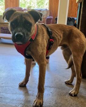 Boxer Dogs Available for Adoption in Rutherfordton, North Carolina - Marcus | PetCurious