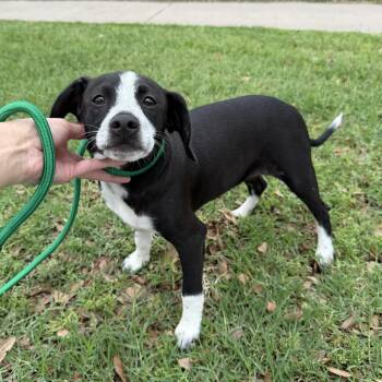 Terrier Dogs Available for Adoption in Harlingen, Texas - Jack | PetCurious
