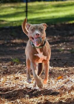 Evren 59491 -  Mixed Breed Dog for Adoption in Aiken, South Carolina - Evren 59491 | PetCurious