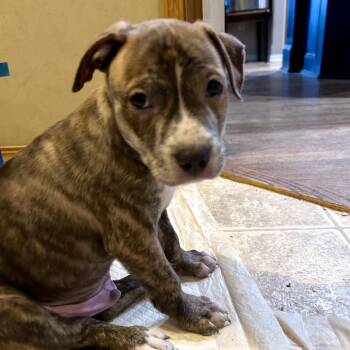 Chunky Monkey -  Pit Bull Terrier Dog for Adoption in Wichita, Kansas - Chunky Monkey | PetCurious