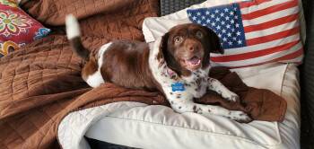 Mixed Breed Dogs Available for Adoption in Fenton, Missouri - Hersey | PetCurious