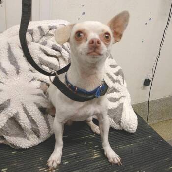 Pinky -  Chihuahua Dog for Adoption in Eureka, California - Pinky | PetCurious