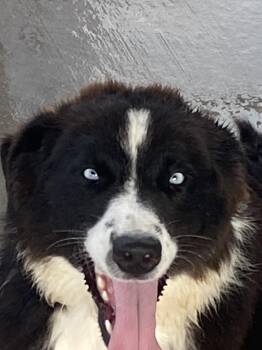 Poncho -  Australian Shepherd and Border Collie Dog for Adoption in Hartford, Kentucky - Poncho | PetCurious
