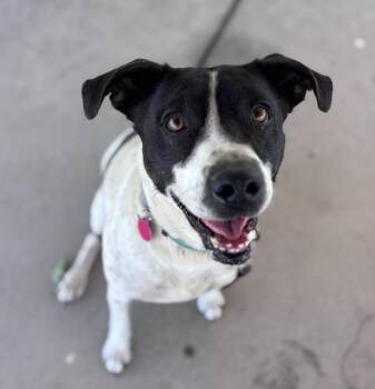 Lilo -  English Pointer and Australian Cattle Dog Blue Heeler Dog for Adoption in Incline Village, Nevada - Lilo | PetCurious