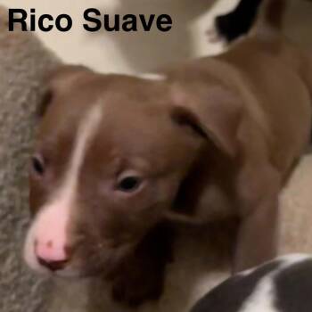 Rico Suave -  Pit Bull Terrier and Mixed Breed Dog for Adoption in Olathe, Kansas - Rico Suave | PetCurious