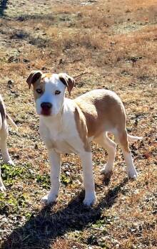 Pit Bull Terrier Dogs Available for Adoption - Fern  | PetCurious