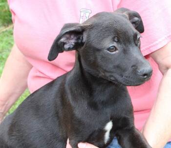 Labrador Retriever Dogs Available for Adoption in Prattville, Alabama - Sophia 43507 | PetCurious