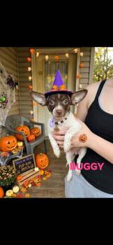 Sally,Oogie,Buggy -  Chihuahua Dog for Adoption in Brooksville, Florida - Sally,Oogie,Buggy | PetCurious