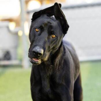 BUKI -  Labrador Retriever and Mixed Breed Dog for Adoption in Camarillo, California - BUKI | PetCurious