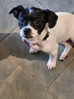 Minnie -  Chihuahua and Terrier Dog for Adoption in Salamanca, New York - Minnie | PetCurious