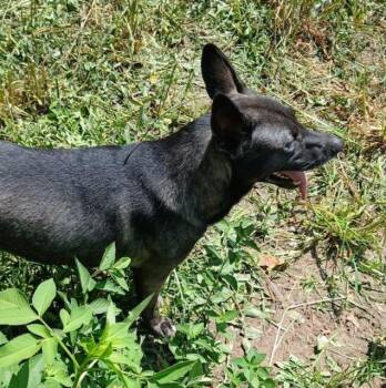 Rescue Husky Dogs for Adoption in Cairo, Georgia - Reno | PetCurious