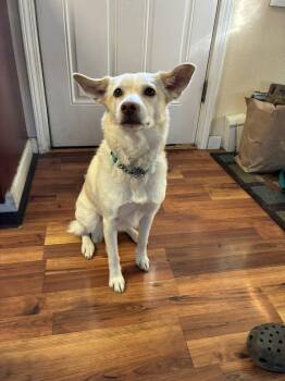 Labrador Retriever and Australian Shepherd Dogs Available for Adoption in Anchorage, Alaska - Snowball | PetCurious