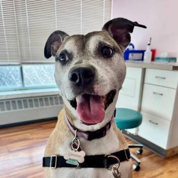 Mercy -  Mixed Breed Dog for Adoption in Madison, Wisconsin - Mercy | PetCurious