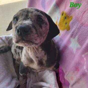 Mixed Breed Dogs Available for Adoption - Orion | PetCurious