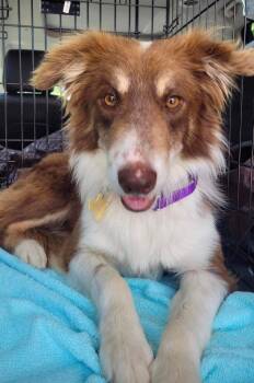 Rescue Border Collie Dogs for Adoption in The Woodlands, Texas - Kirby | PetCurious