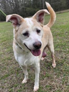 Terrier and Hound Dogs Available for Adoption in Conway, South Carolina - Addy | PetCurious