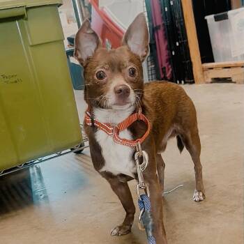 Cecil -  Chihuahua and Mixed Breed Dog for Adoption in Marysville, Ohio - Cecil | PetCurious