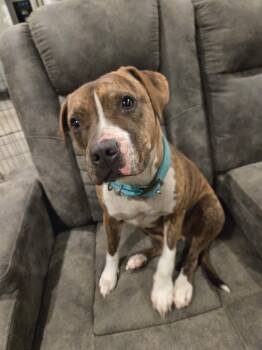 Rescue Staffordshire Bull Terrier Dogs for Adoption in Valley Park, Oklahoma - Bella | PetCurious