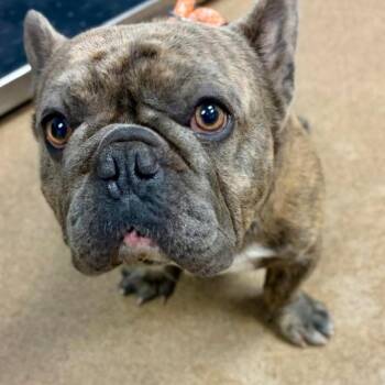 Norris -  French Bulldog and Mixed Breed Dog for Adoption in Rossville, Georgia - Norris | PetCurious