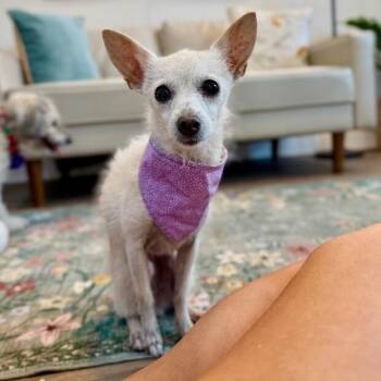 Dotty Doe Little Lap Princess -  Chihuahua Dog for Adoption in Friendswood, Texas - Dotty Doe Little Lap Princess | PetCurious