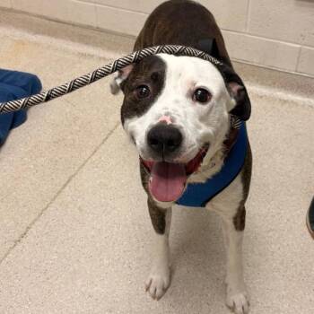 Chico Supreme -  Mixed Breed Dog for Adoption in Murray, Utah - Chico Supreme | PetCurious