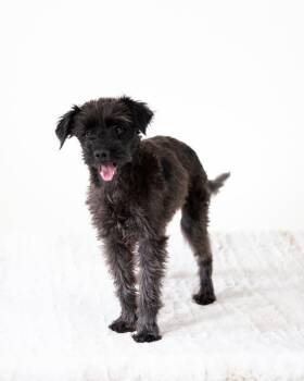 Schnauzer and Maltese Dogs Available for Adoption in Coachella, California - Shadow | PetCurious