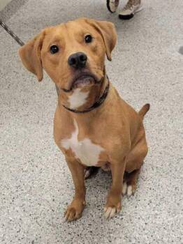 Pacho -  Mixed Breed Dog for Adoption in Kansas City, Missouri - Pacho | PetCurious