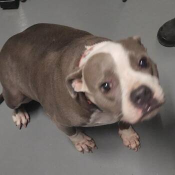 Mixed Breed Dogs Available for Adoption in Edwardsville, Illinois - Putty | PetCurious