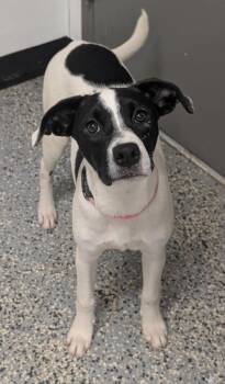 Clair -  Labrador Retriever and Border Collie Dog for Adoption in Kemp, Texas - Clair | PetCurious