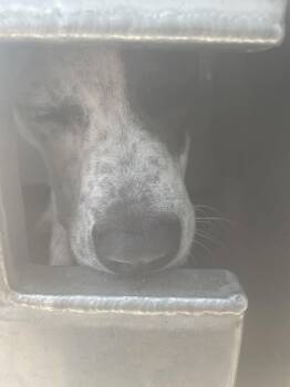Princess T -  Pit Bull Terrier Dog for Adoption in Austin, Texas - Princess T | PetCurious
