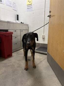 SAINT -  Doberman Pinscher Dog for Adoption - SAINT | PetCurious
