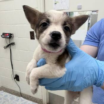 CT Colombia -  Mixed Breed Dog for Adoption in Eastford, Connecticut - CT Colombia | PetCurious