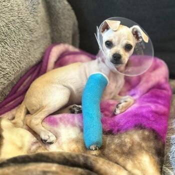 Rescue Chihuahua Dogs for Adoption in San Diego, California - Manny - (Medical) | PetCurious