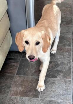 Golden Retriever Dogs Available for Adoption - Clifford | PetCurious