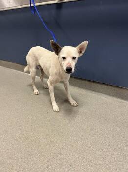 ECHO -  Rat Terrier and Mixed Breed Dog for Adoption in Doral, Florida - ECHO | PetCurious