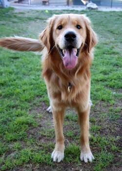 Bleu -  Golden Retriever Dog for Adoption in Glendale, Arizona - Bleu | PetCurious
