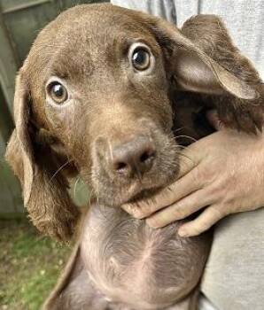 Maria -  Chocolate Labrador Retriever Dog for Adoption in Manchester, Connecticut - Maria | PetCurious