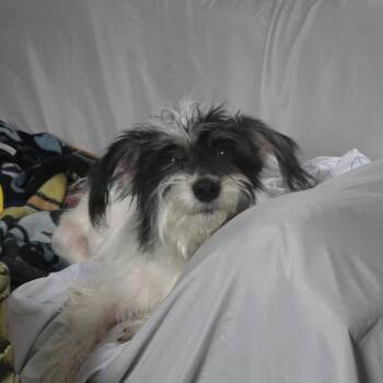 Maisy -  Mixed Breed Dog for Adoption in Mentor, Ohio - Maisy | PetCurious