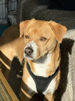 Hound and Mixed Breed Dogs Available for Adoption - Zeus | PetCurious