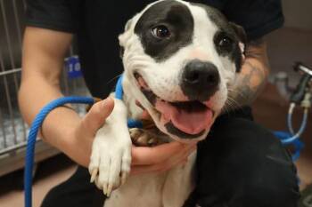 CINDY -  Mixed Breed Dog for Adoption in Columbia, South Carolina - CINDY | PetCurious