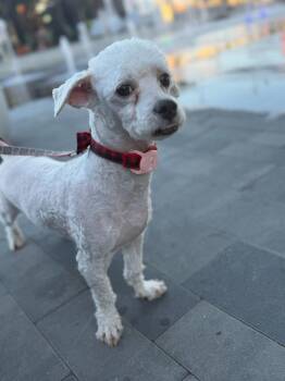 Teewinot -  Poodle and Maltese Dog for Adoption in Millcreek, Utah - Teewinot | PetCurious