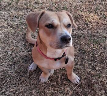 Beagle and Dachshund Dogs Available for Adoption - Ladybug | PetCurious