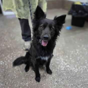 Border Collie and Mixed Breed Dogs Available for Adoption in Incline Village, Nevada - Wilder | PetCurious